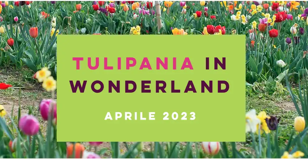 Tulip at Terno d'Isola